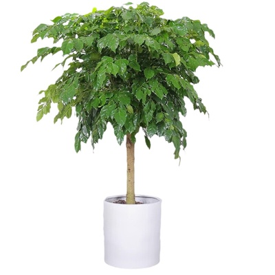 吸甲醛净化空气幸福树美观室内