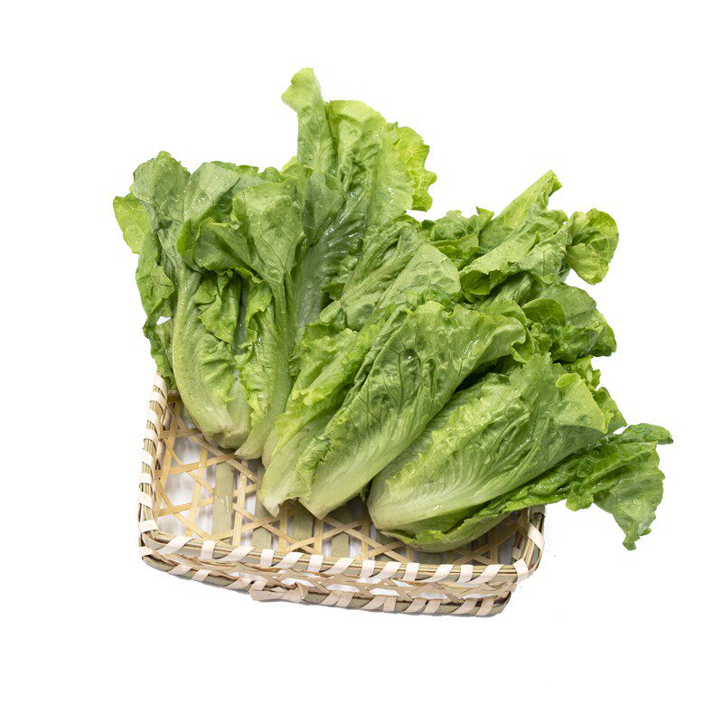 东升农场 有机生菜 沙拉菜莴苣 火锅食材 广州供港新鲜配送 300g