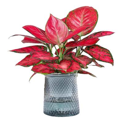 吉利红盆栽中国红如意皇后土培花卉室内水培植物中国红盆栽植物