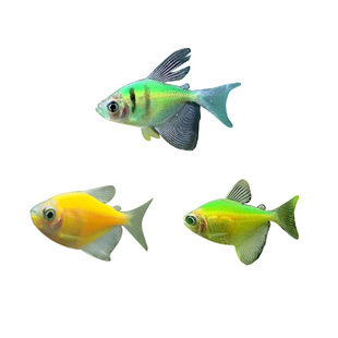 热带观赏鱼青苹果柠檬荧光紫虎斑彩天使鱼活体热带易饲养红衣天使