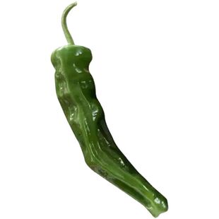 螺丝椒苗子种苗苗辣椒盆栽专用菜苗蔬菜秧幼苗海椒秧苗新鲜薄皮孑