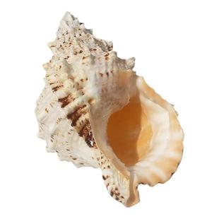 大蛙螺大海螺壳贝壳包邮装饰摆台鱼缸造景大石蛙号贝壳大海螺贝壳