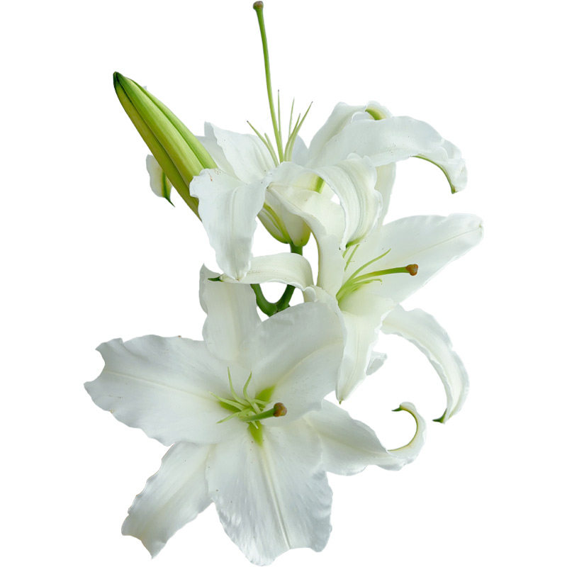 A级白色香水百合西伯利亚鲜花