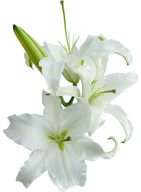 A级白色香水百合西伯利亚鲜花