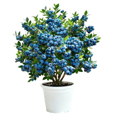 阳台蓝莓实现蓝莓自由