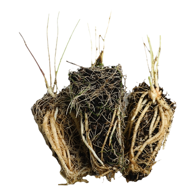 芦笋根苗四季种子种植苗