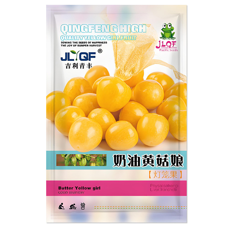 东北姑娘果种子黄菇娘种籽灯笼果