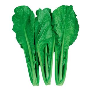 云南特色小苦菜四季播种绿杆青菜种子花叶粉杆宽叶青菜种仔腌酸菜