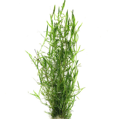 印度竹节水草满天星造景