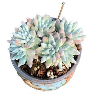 白菊多肉植物仙女杯无砍自然群一物一拍韩版易养阳台绿植灵曦园艺