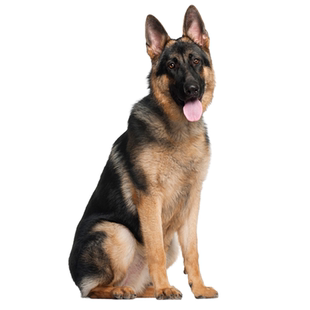 德牧犬狗品相品种鉴定估价东德西德弓背平背德牧专业品相鉴定估价