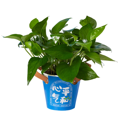 桌面盆栽绿萝+发财树铁制盆设计