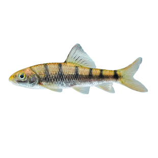 原生溪流石斑鱼鲜活光唇鱼冷水淡水鱼苗观赏鱼溪流节斑红腹活体鱼