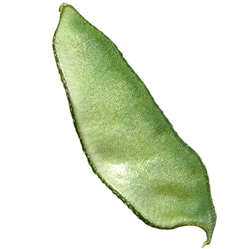 春秋播早边红 早熟扁豆种子高产抗病豆角四季红色眉豆蔬菜种籽梅