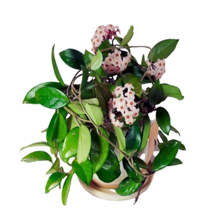 球兰带花大苗盆栽绿植吊兰家养常绿室内外多季开花卉植物爬藤攀援