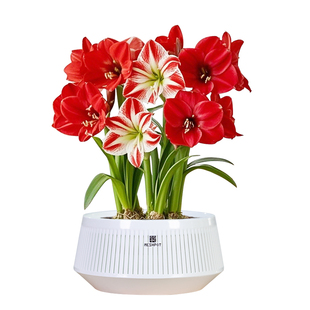 美莳球根专用花盆朱顶红郁金香水仙土培半水培控根青山轻奢高级感