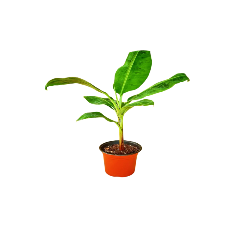 矮化香蕉树苗抗寒当年结果