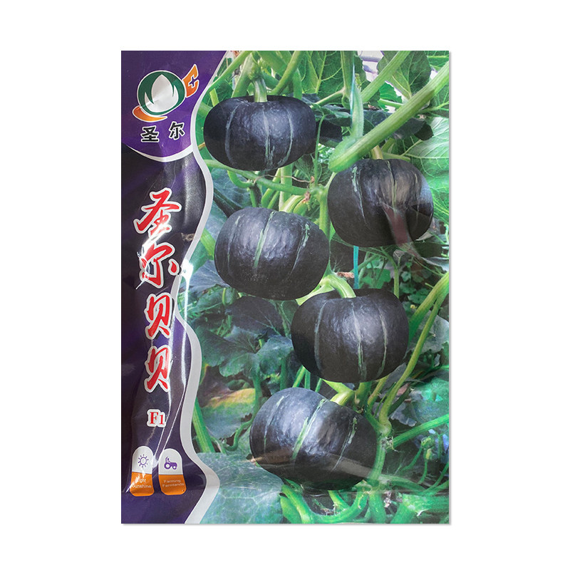 圣尔贝贝南瓜种子中早熟