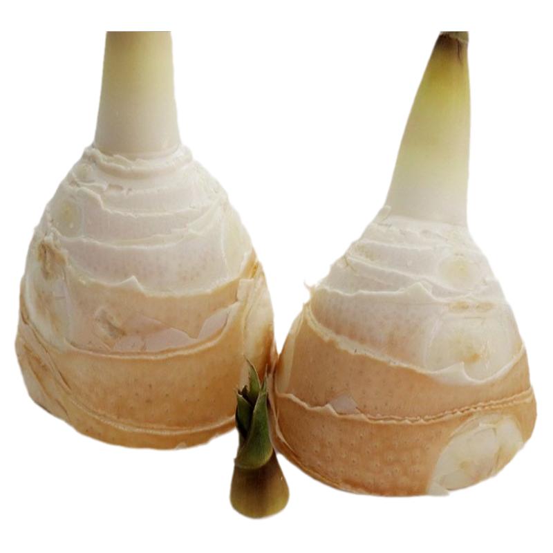 漳州麻笋新鲜现挖竹笋大头笋当季时令蔬菜野生绿竹笋夏季笋4斤装