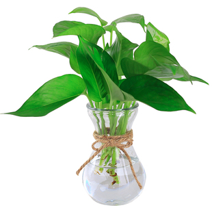 创意简约玻璃花瓶透明水培绿萝植物花瓶花盆风信子插花瓶客厅摆件