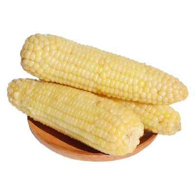 2025年东北黄糯玉米300克大棒黑土新鲜黄糯玉米软糯非即食玉米