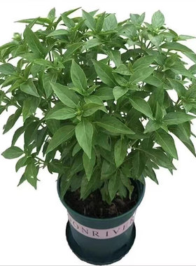 九层塔金不换盆栽可食用罗勒叶新鲜南方香料调味室内驱蚊植物