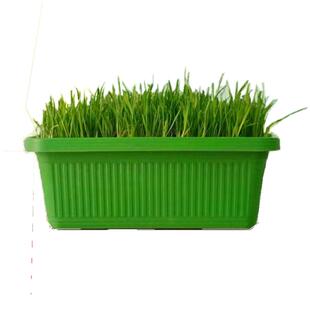 黄韭菜盆景韭菜盆栽南宫产地发货无土栽培无公害韭菜盆景送礼佳品