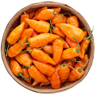 哈巴纳达甜椒种子橙果香浓郁口感脆甜超高产传家宝阳台春秋盆栽