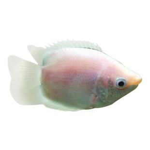 接吻鱼热带观赏小型亲嘴鱼新手好养活体宠物淡水鱼不打氧原生