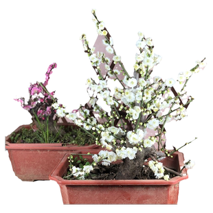 绿梅盆栽绿萼梅盆景老桩树桩梅花树苗室内花卉带花苞室外耐寒植物