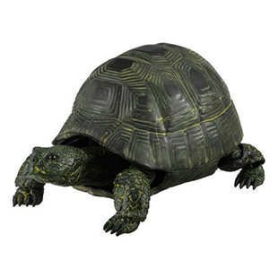 现货万代日本正版 生物大图鉴 海龟02 龟 关节可动 无壳 手办扭蛋