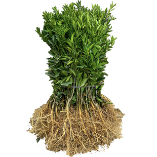 【新会陈皮柑苗】正宗茶枝柑苗地栽小青柑嫁接苗南方植物桔子树苗