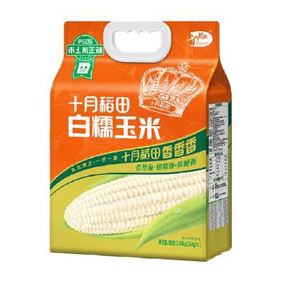 十月稻田白糯玉米东北玉米
