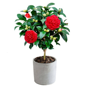 大红赤丹茶花盆栽苗当年开花绿植花卉盆栽阳台客厅庭院大型植物苗
