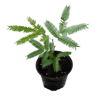 密叶猴耳环害羞猴中式庭院喜耐阴室内绿植网红观叶小盆栽 植迷者