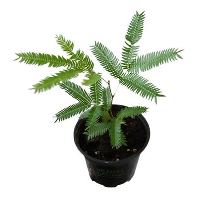 密叶猴耳环室内喜阴盆栽