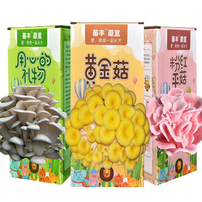 【爱的礼物】好养蘑菇盒子儿童创意迷你植物在家四季养食用菌蘑菇