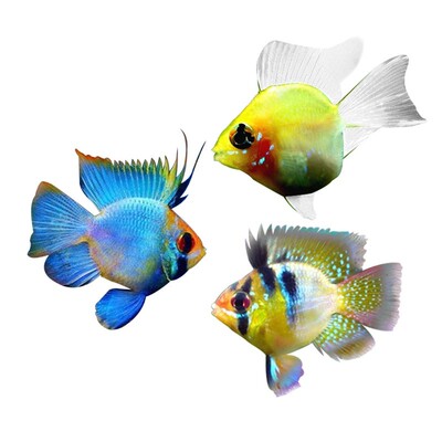 金波子鱼小型淡水迷你宝蓝