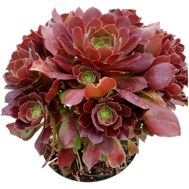 法师老桩组合 多肉植物黑法师美杜莎欧嘉丽红覆轮粉女巫陌上花