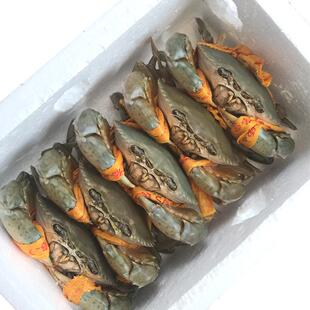 三门青蟹正宗官方 鲜活肉蟹水产海鲜特大螃蟹母蟹处子蟹 1斤2-3只