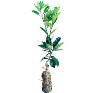 嫁接橙子树苗红心纽荷尔脐橙夏橙果树果苗红江橙冰糖橙桔树苗带土