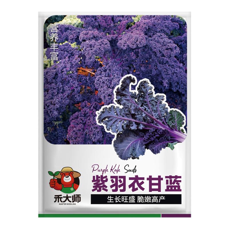 紫羽衣甘蓝种子紫色蔬菜种籽观赏观叶花卉阳台盆栽小院四季播种