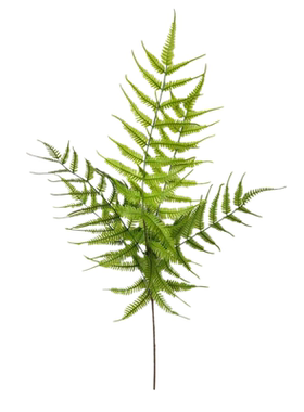 默默蕨类植物热带雨林大把束仿真