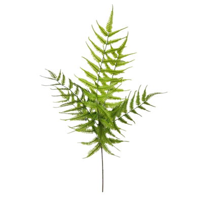 默默蕨类植物热带雨林大把束仿真