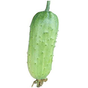 水果黄瓜种子短棒小黄瓜种籽旱黄瓜兔子腿阳台盆栽四季蔬菜种孑籽