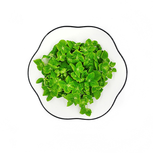 新鲜绣球花50花朵 红 蓝 绿 三色任选 酒店西餐摆盘烘焙装饰点缀