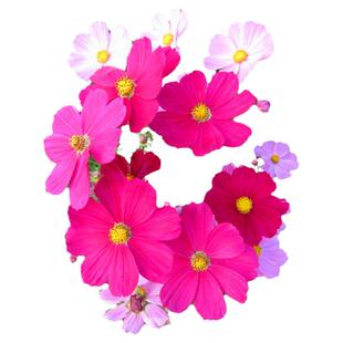 室外花籽花卉植物种子格桑花秋英四季开花的花仔庭院花种籽子春天