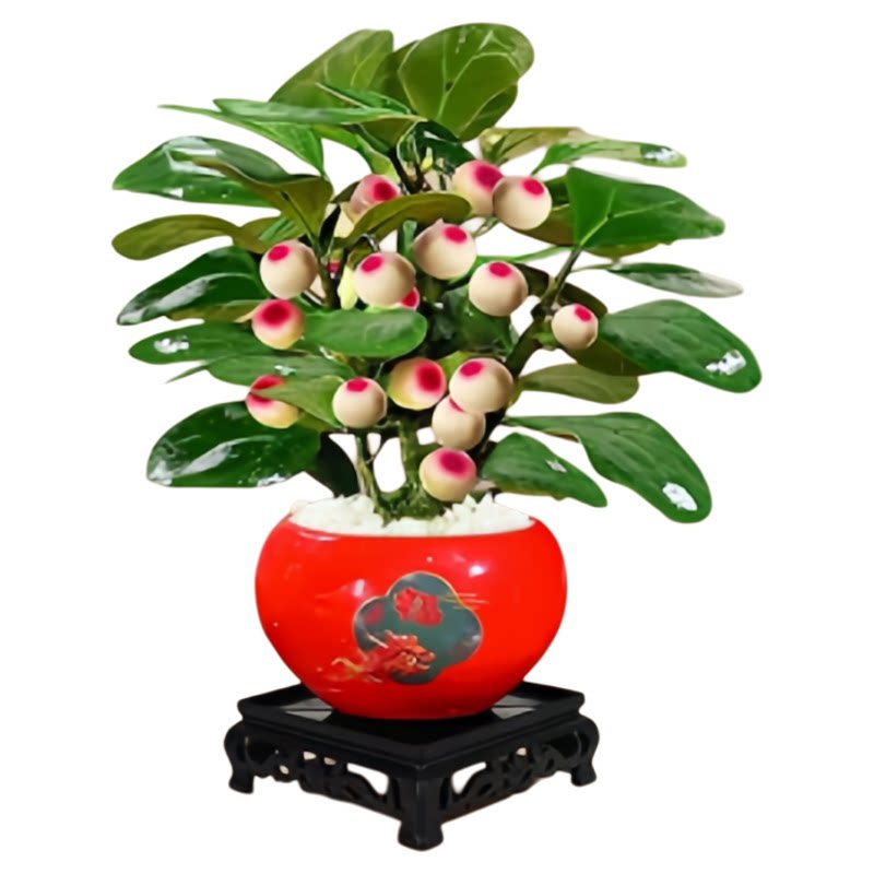 小盼菩提树盆栽带果老桩室内植物桌面绿植