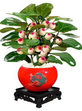 小盼菩提树盆栽带果老桩室内植物茶桌摆件办公室中式禅意绿植盆景