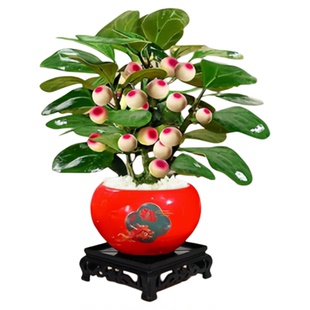 小盼菩提树盆栽带果老桩室内植物茶桌摆件办公室中式禅意绿植盆景